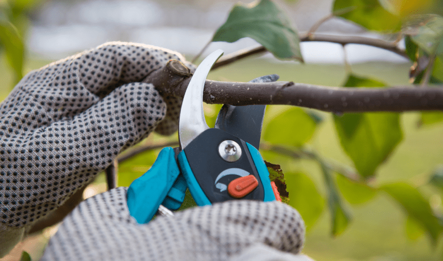 TREE TRIMMING